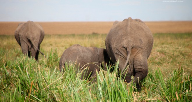 Majestuosa África